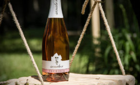 vina-Sanabor gourmet degustacija vino domače tradicija prigrizek oddih primorska