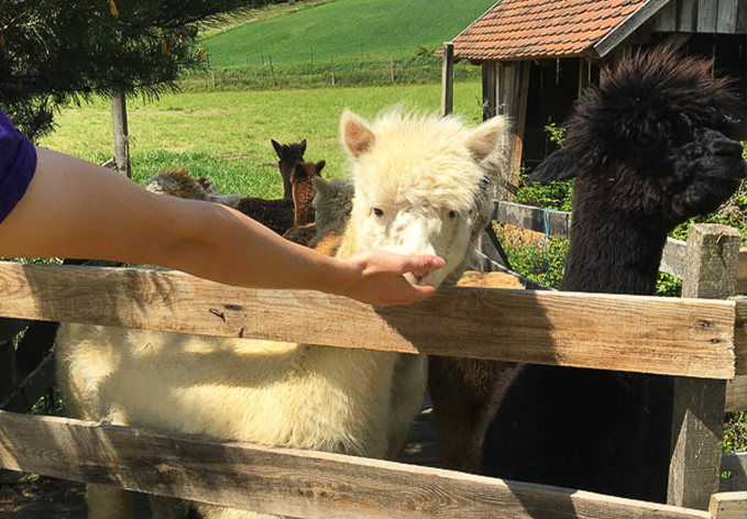 Kmetija Mali raj - Druženje z alpakami za celo družino