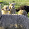 Kmetija Mali raj - Druženje z alpakami za celo družino