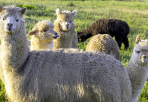 Mali-raj kmetija alpake živali druženje drugačno doživetje opravila