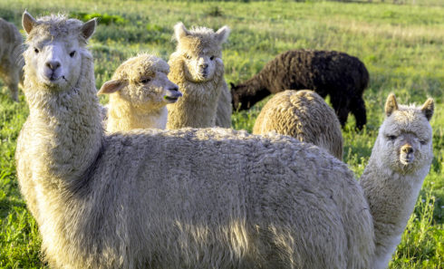 Mali-raj kmetija alpake živali druženje drugačno doživetje opravila