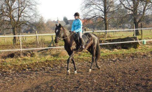 Pr-kral jahanje šport konji živali zabava otroci doživetje