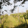Vina Montis - Degustacija vin ob istrskem prigrizku