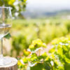vina Montis dekustacija gourmet primorska domače lokalno vino vinogradništvo