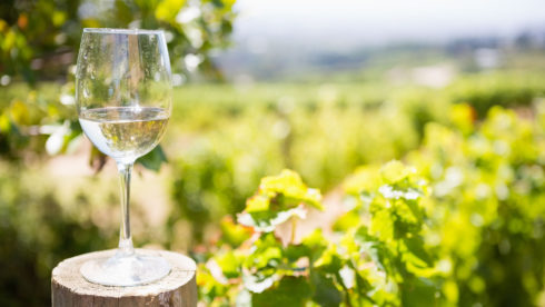 vina Montis dekustacija gourmet primorska domače lokalno vino vinogradništvo