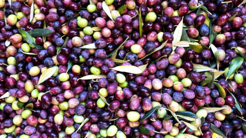 Intiniti Olive oil Bliss - Praksa čuječnosti z okušanjem oljčnega olja za 2 osebi