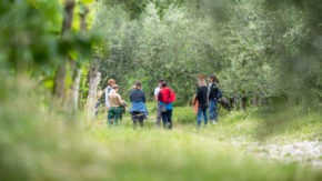 Intiniti Olive oil Bliss - Praksa čuječnosti z okušanjem oljčnega olja za 2 osebi
