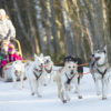 Pasja vprega Italija adrenalin šport aktivnosti drugačno zima živali