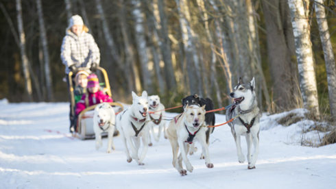 Pasja vprega Italija adrenalin šport aktivnosti drugačno zima živali