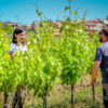Posestvo Vinales - degustacija 5 vin + prigrizek in darilo