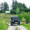 Wine Safari - Degustacija vinjakov iz Rebule