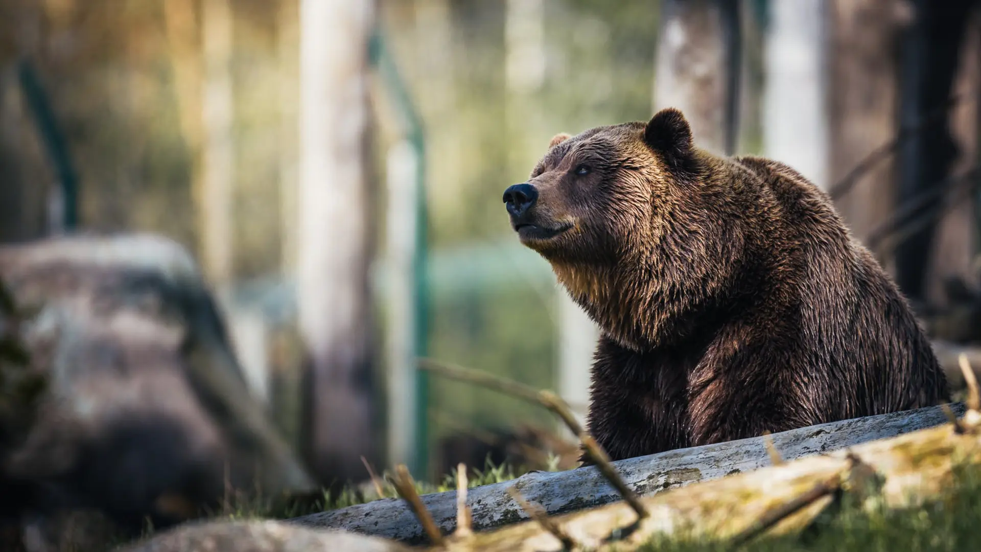 Šola preživetja Laris - napredni tečaj preživetja ali ogled medveda v naravi