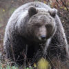 Opazovanje in spoznavanje medveda za 2 osebi