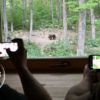 Opazovanje in spoznavanje medveda za 2 osebi