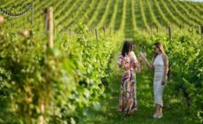 Vinarija Galić in Stupnički Dvori